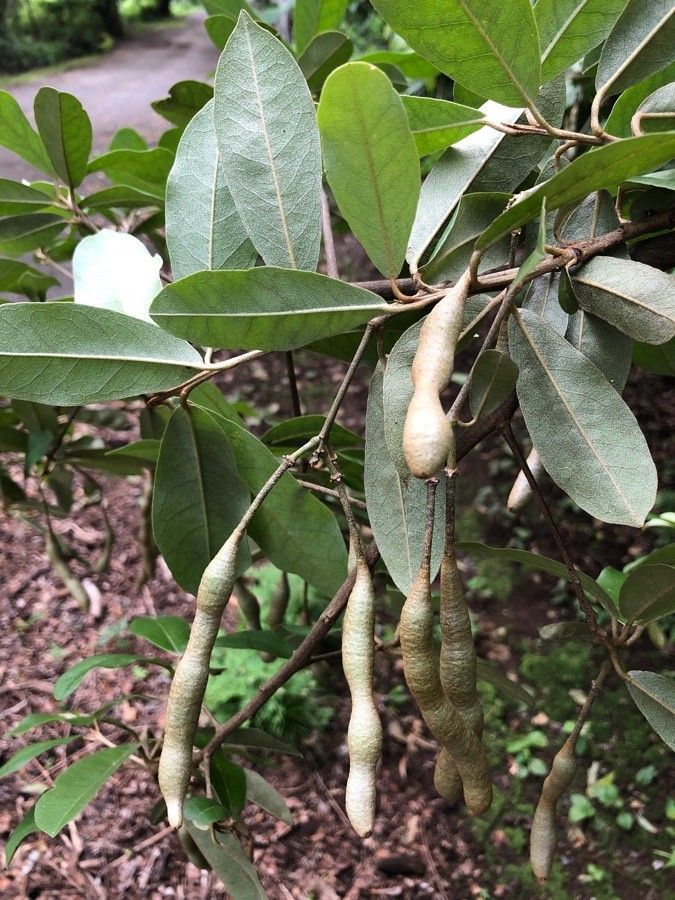 Quadrella indica fruit