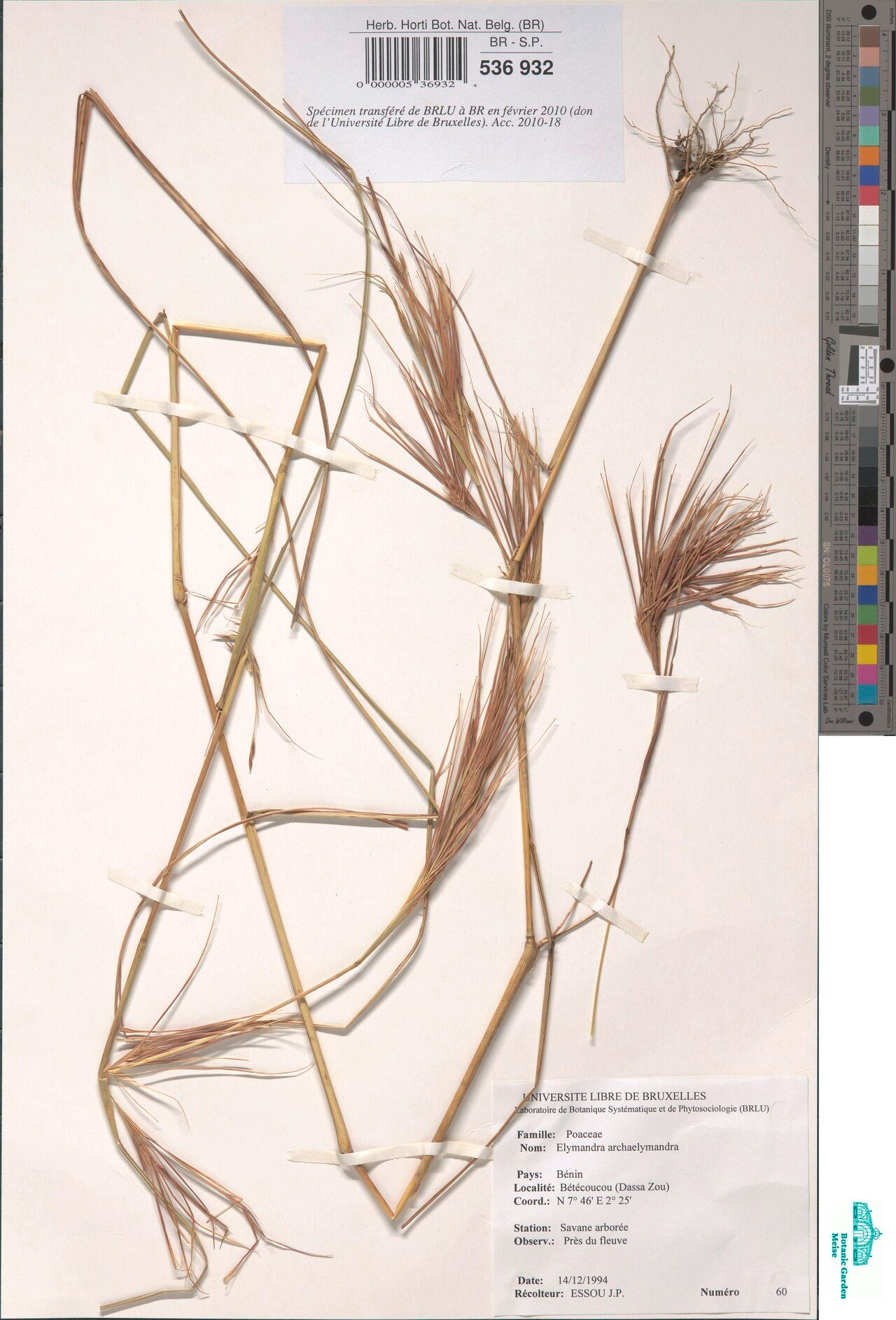 Hyparrhenia figariana — houseplant care guide