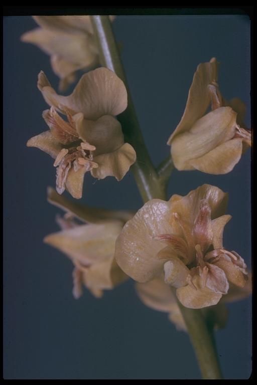 Streptanthus polygaloides fruit