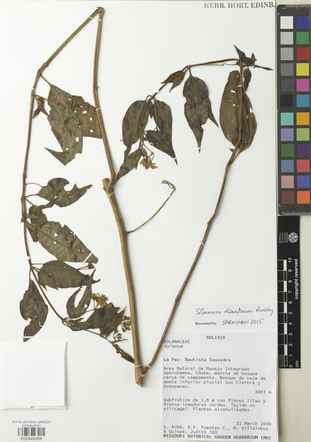 Solanum dianthum — houseplant care guide