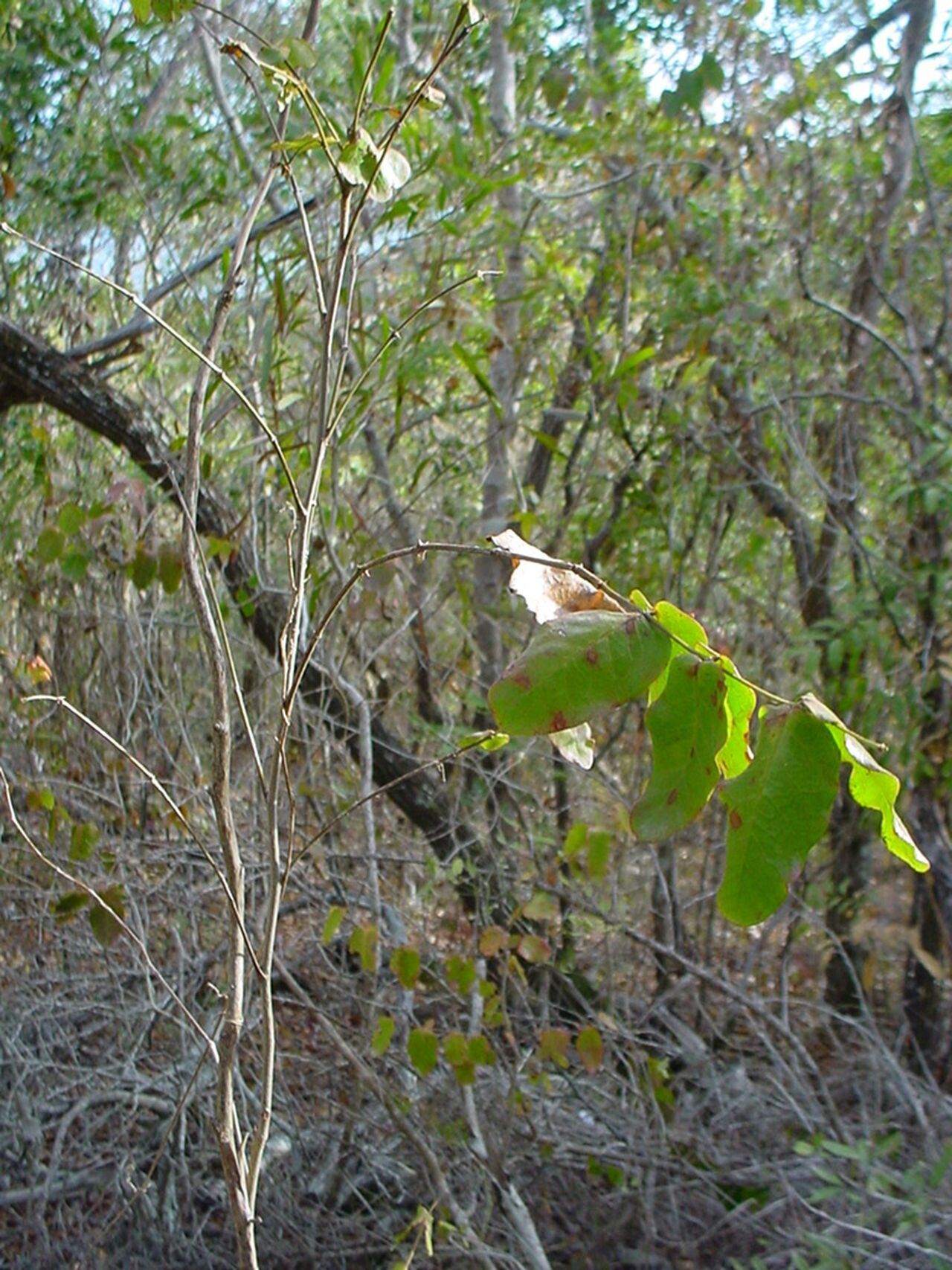 Phyllanthus chamaecerasus habit