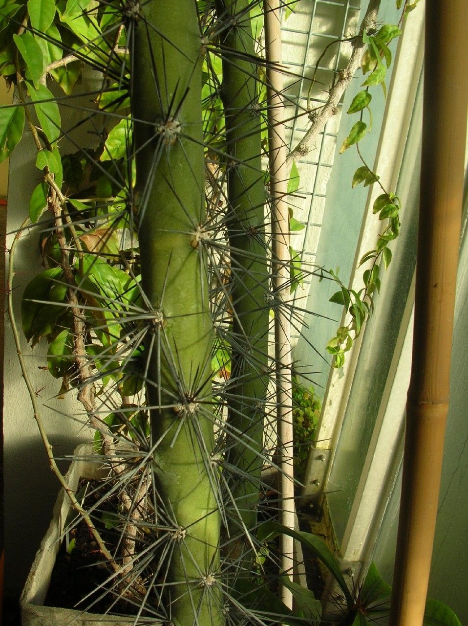 Pereskia grandiflora habit