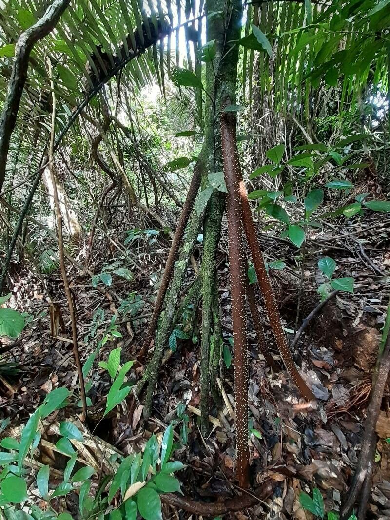 Socratea exorrhiza — houseplant care guide