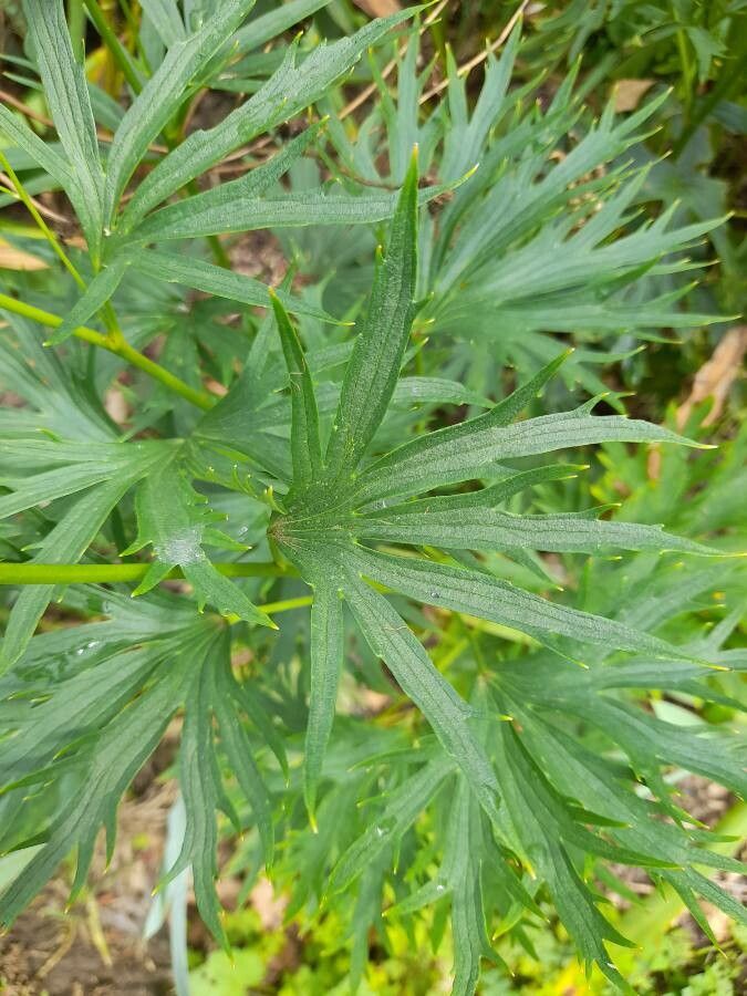 Delphinium carolinianum — search result for 'Delphinium'