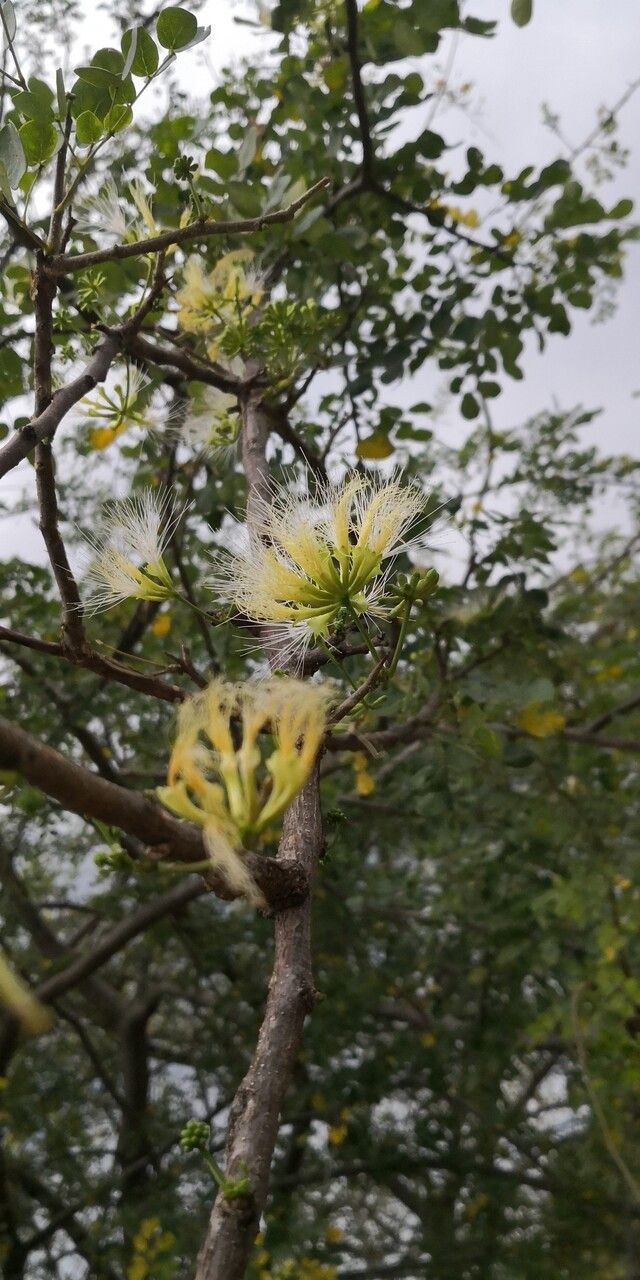 Albizia anthelmintica flower