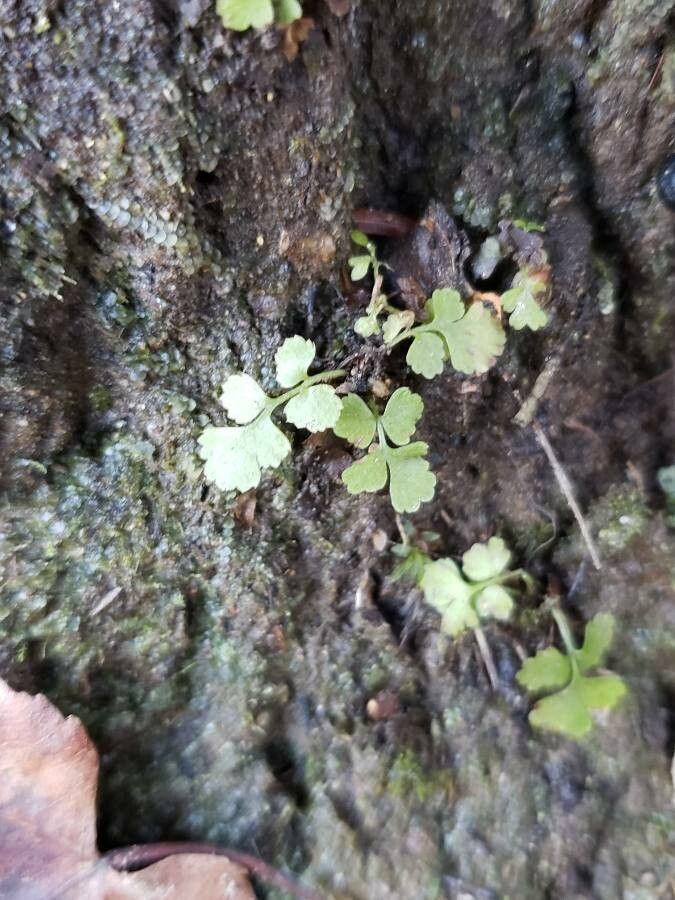 Anogramma leptophylla leaf