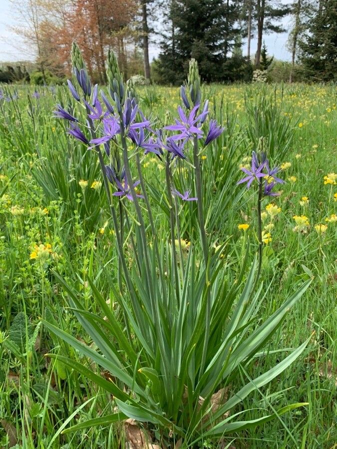 Camassia quamash flower