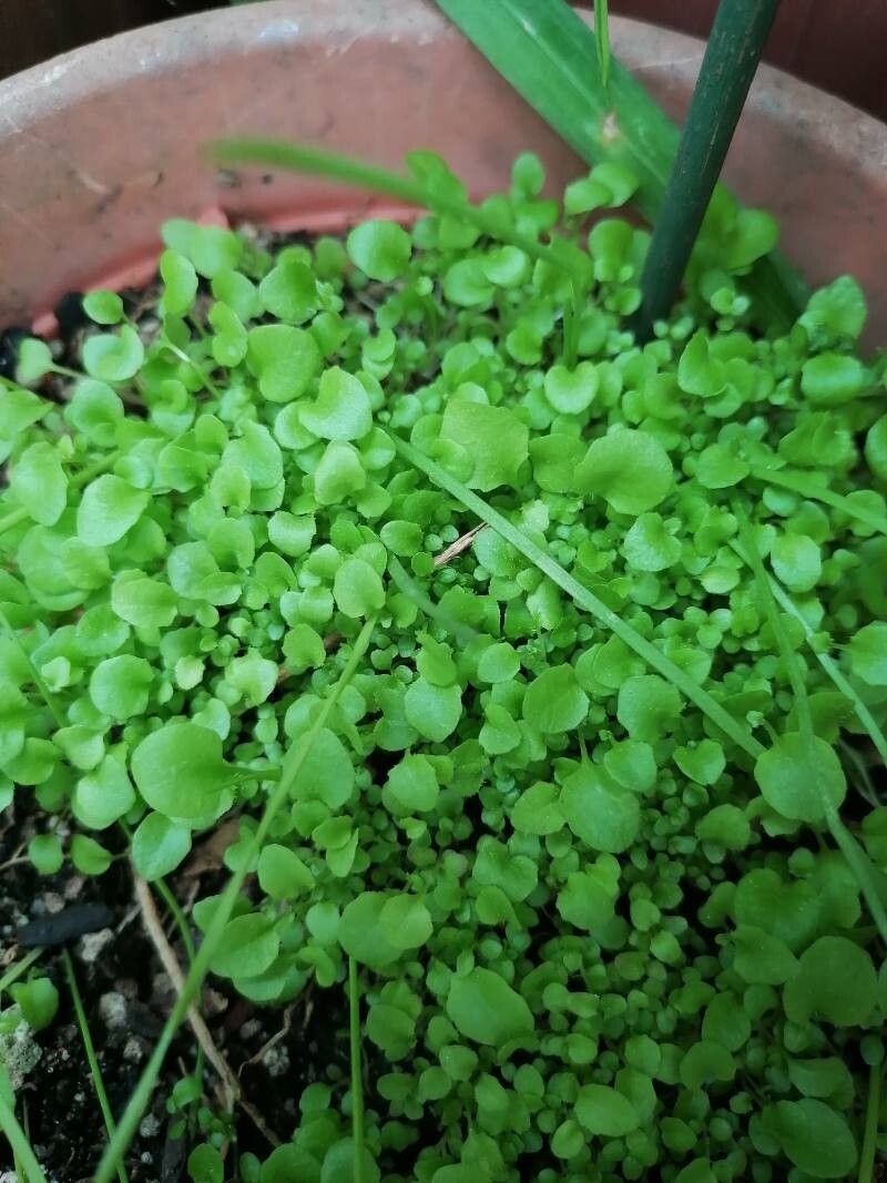 Lobelia × hybrida — houseplant care guide