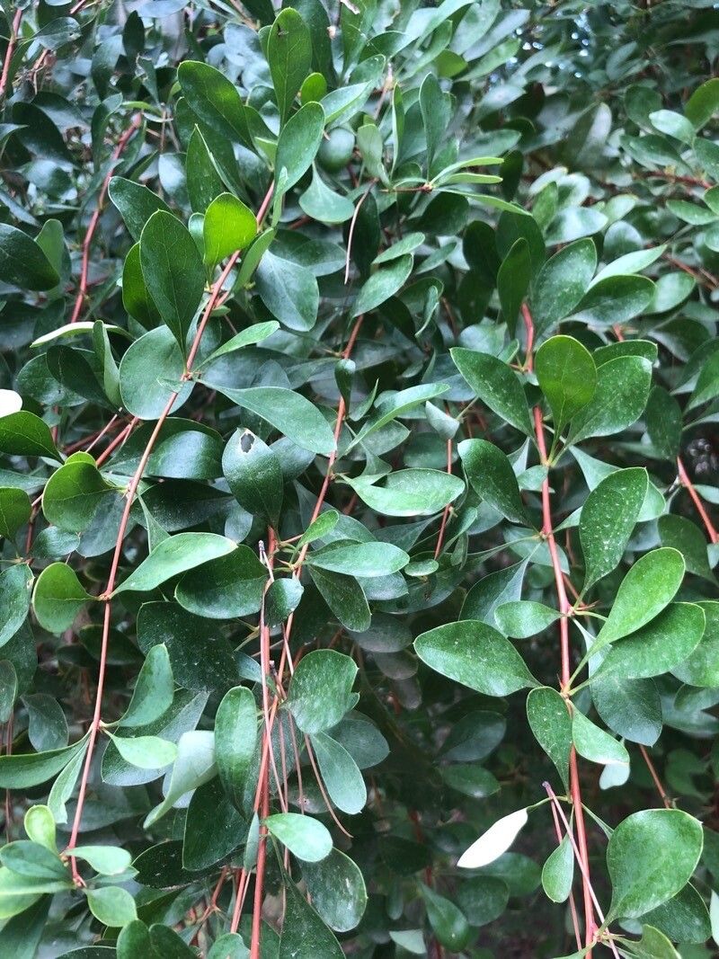Berberis dielsiana — houseplant care guide