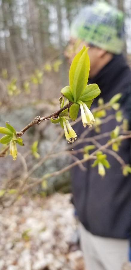 Dirca palustris flower