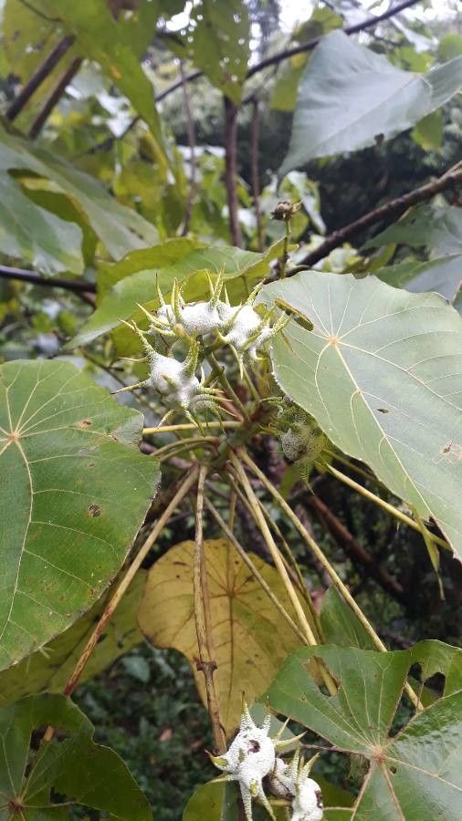 Macaranga tanarius fruit