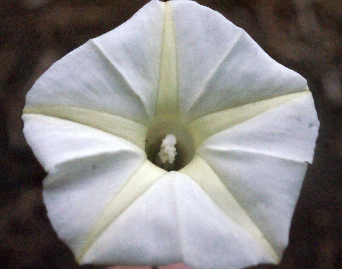 Pisonia grandis flower