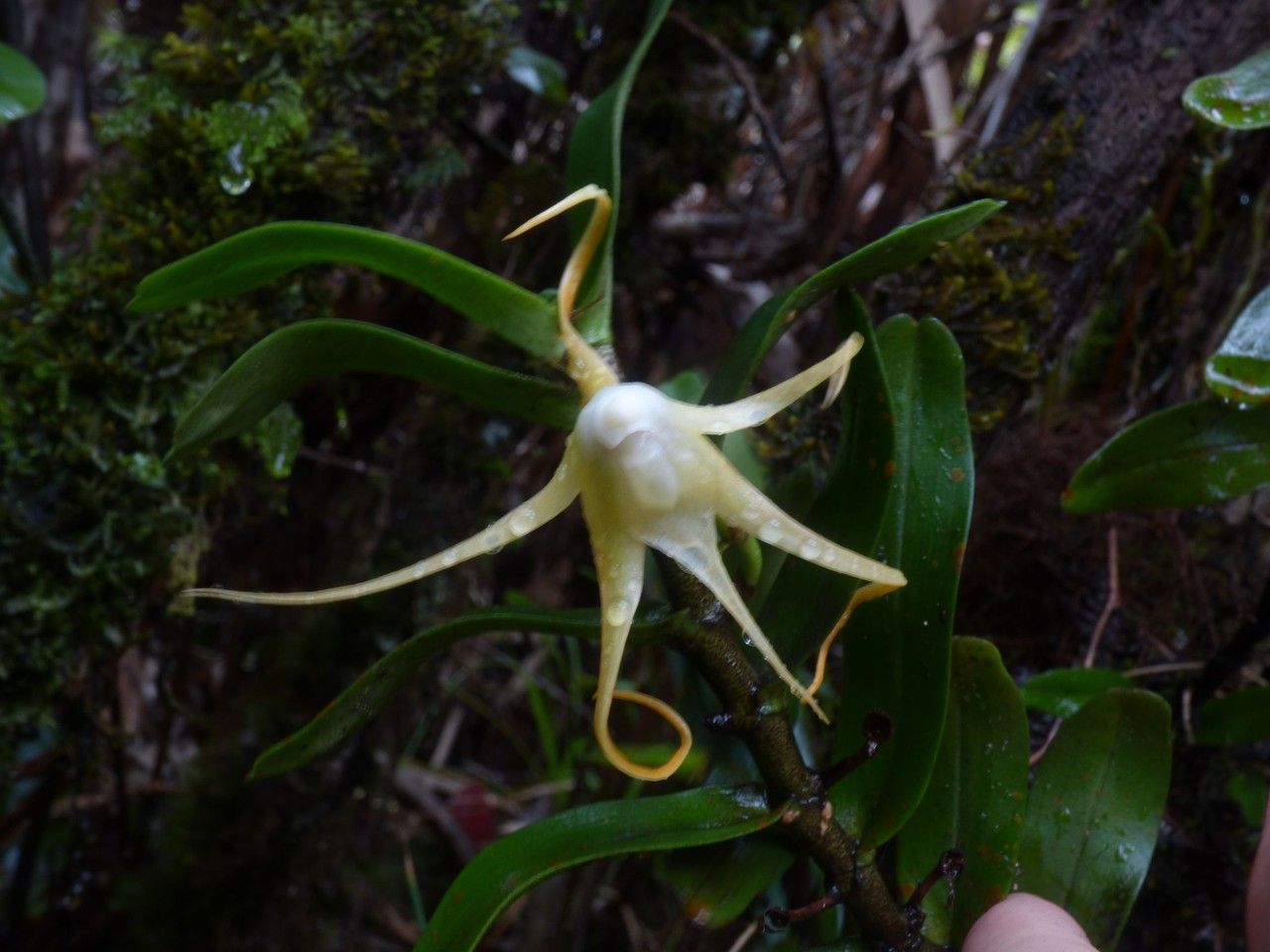 Angraecum corrugatum flower