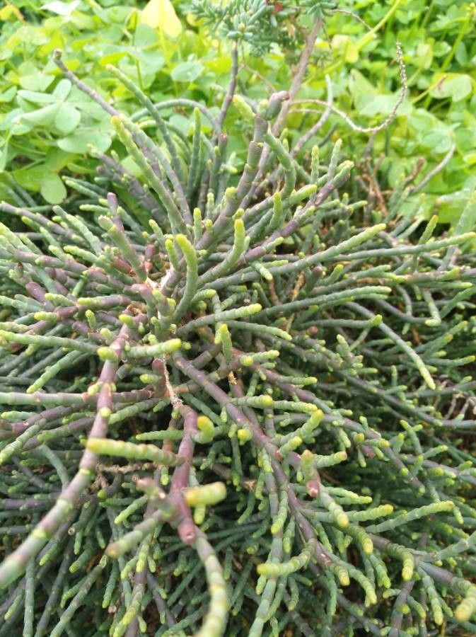 Salicornia appressa — related species from the same genus