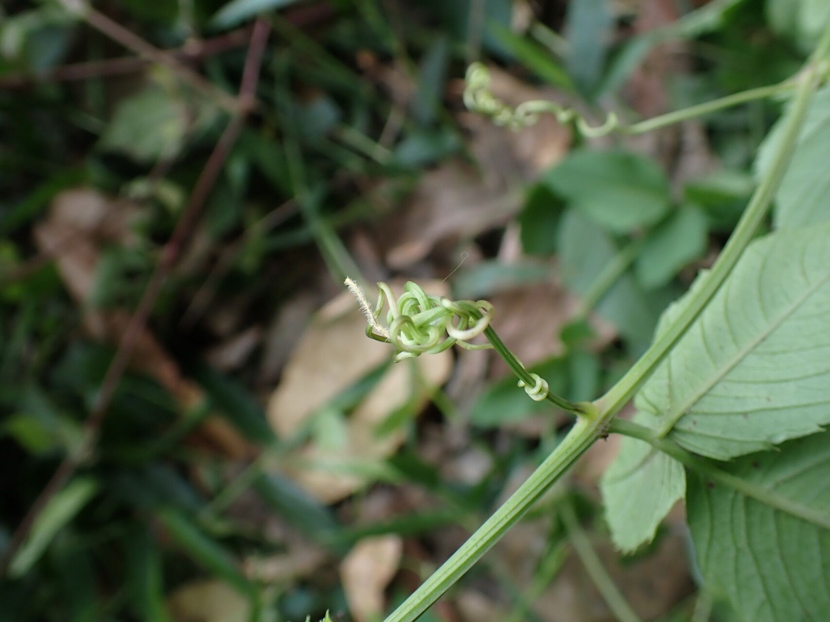 Cayratia ibuensis bark