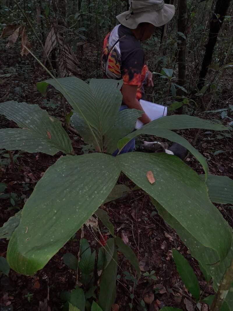Bactris obovata habit