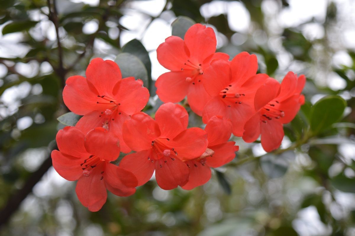 Rhododendron commonae — houseplant care guide