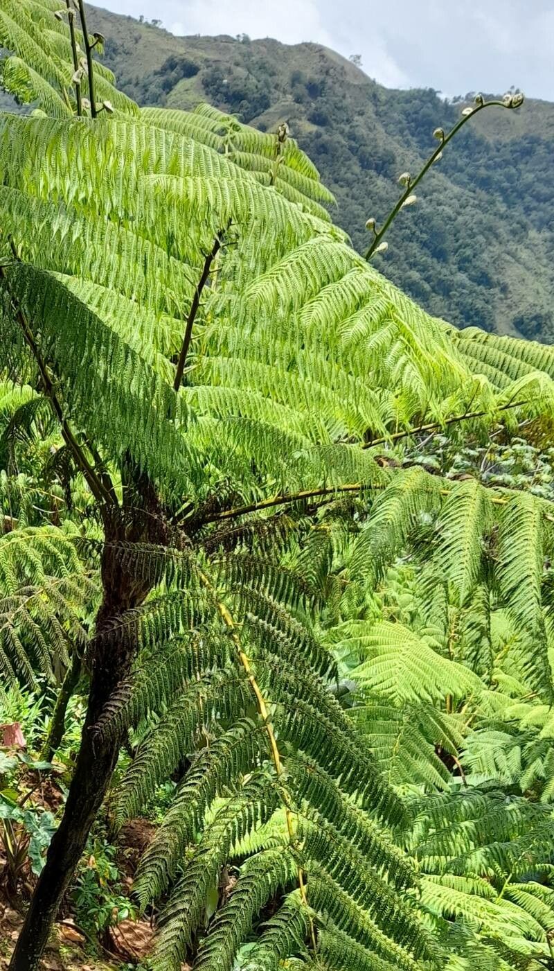 Alsophila abbottii habit