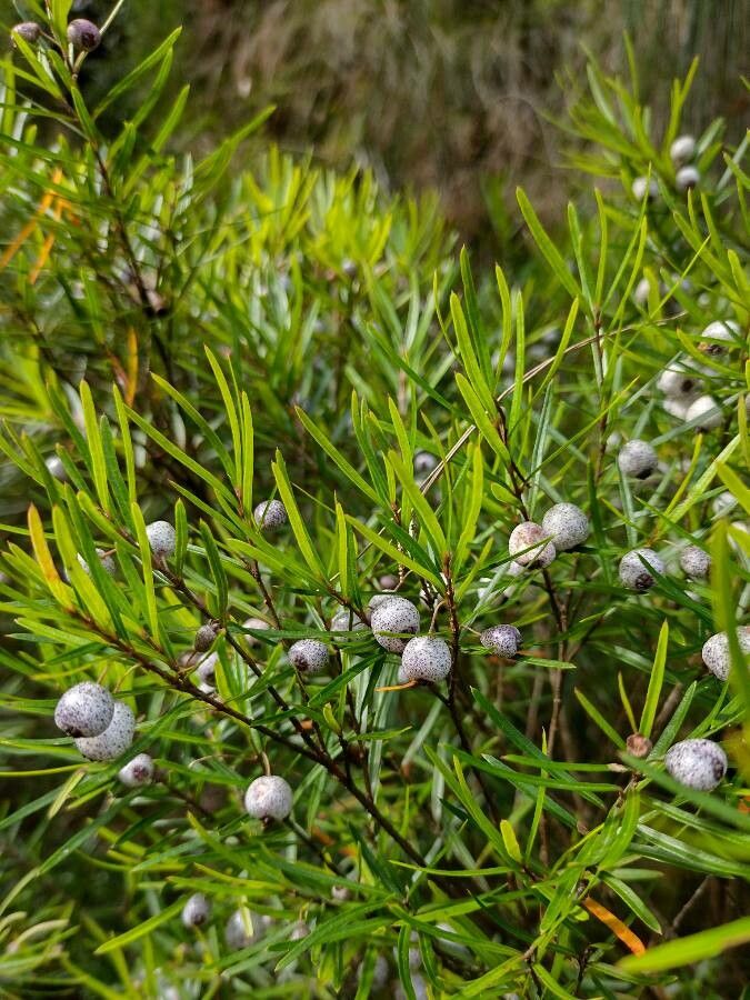 Austromyrtus tenuifolia habit