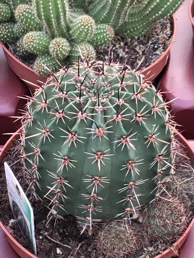 Echinopsis aurea — search result for 'Echinopsis'