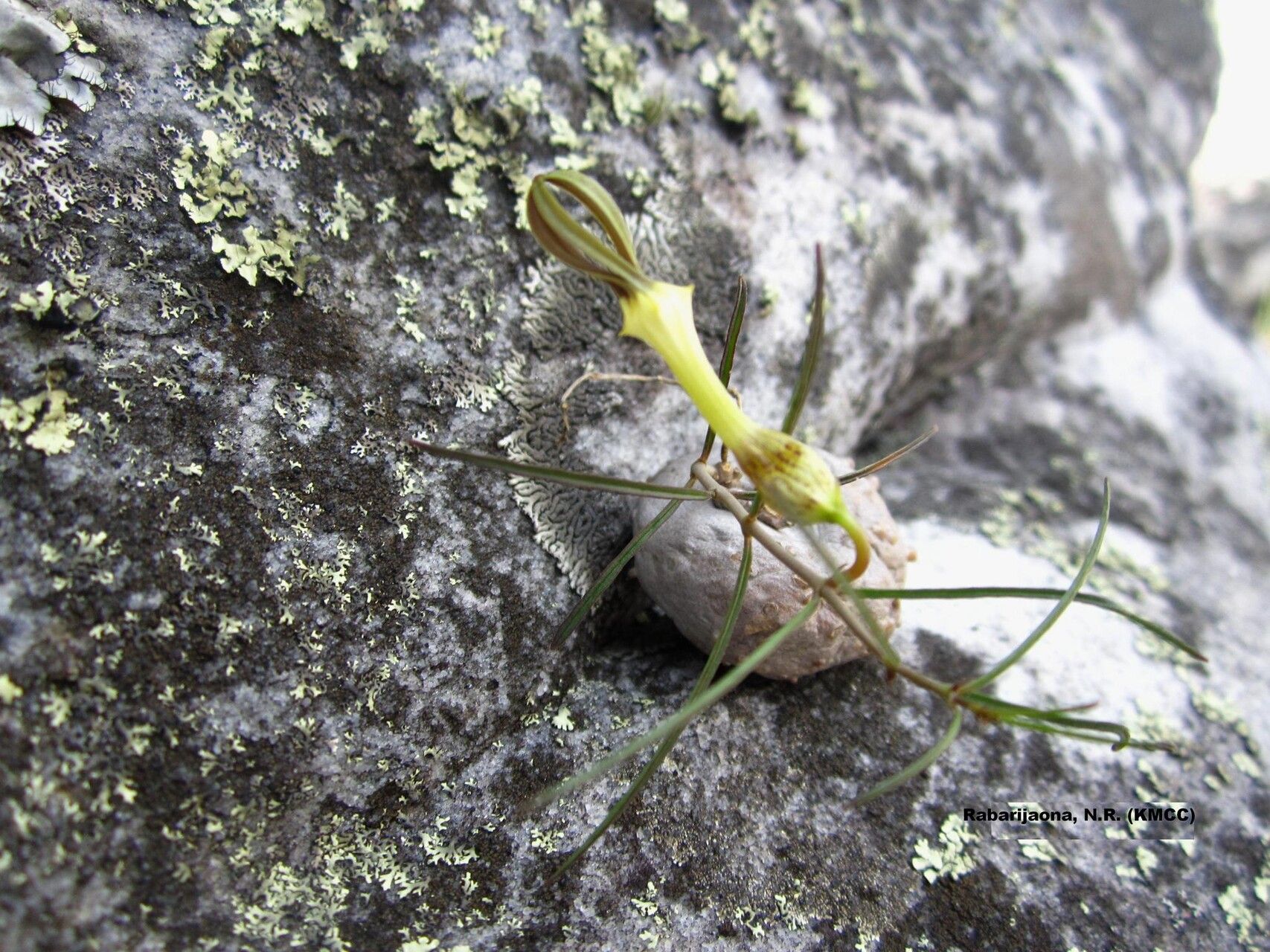 Ceropegia striata — search result for 'Ceropegia'