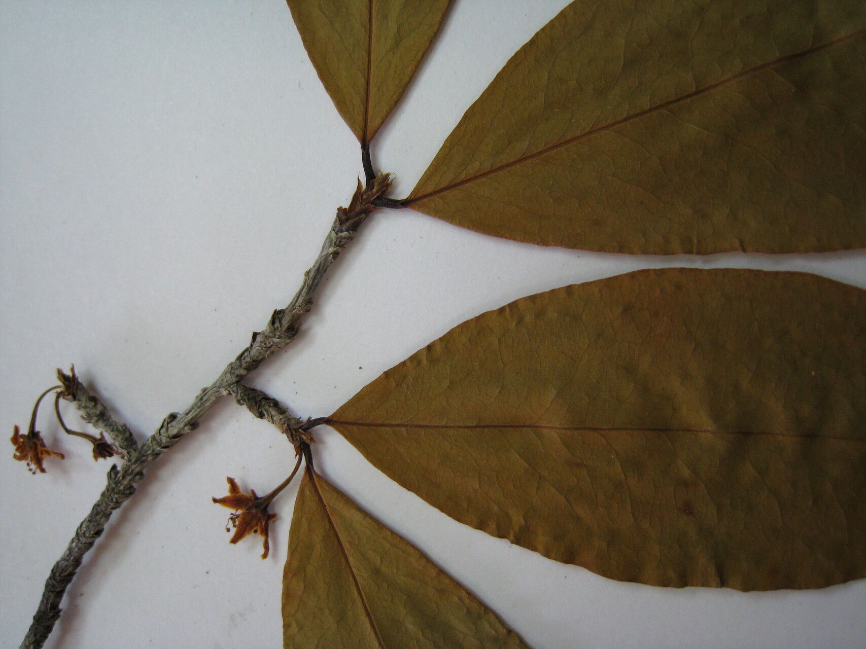 Erythroxylum ligustrinum other
