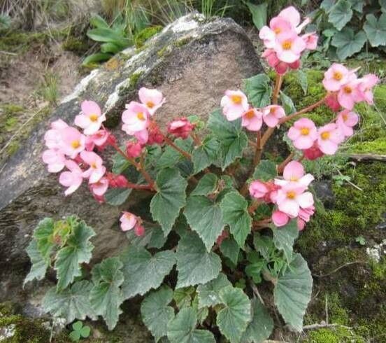 Begonia fischeri habit