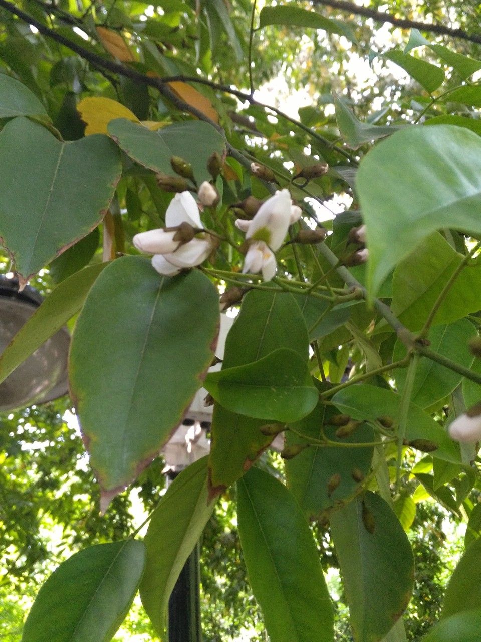 Ormosia hosiei — houseplant care guide