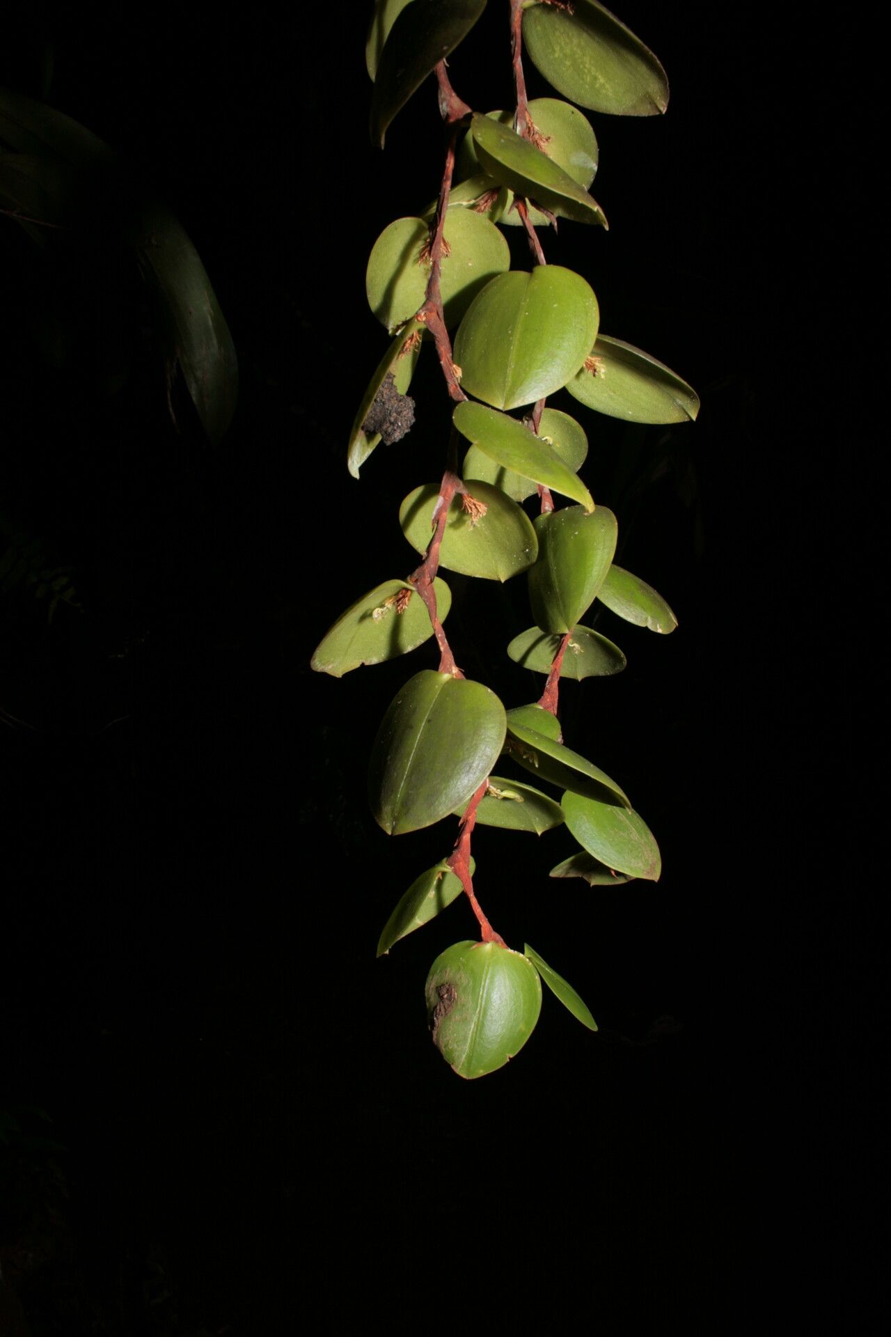 Bulbophyllum lepanthiflorum — houseplant care guide