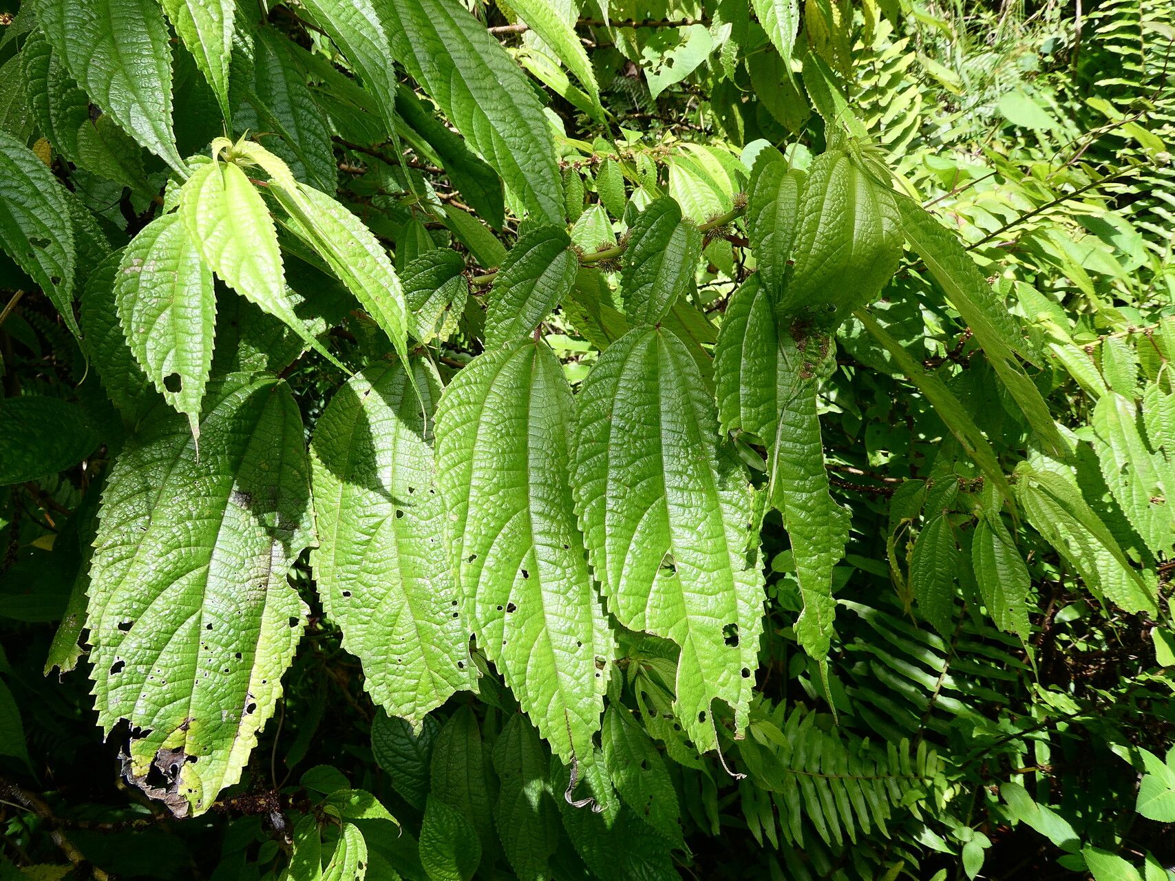 Boehmeria ramiflora leaf
