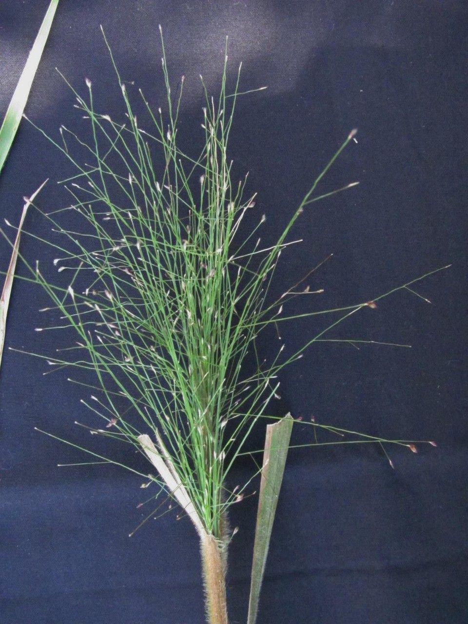 Panicum rudgei other