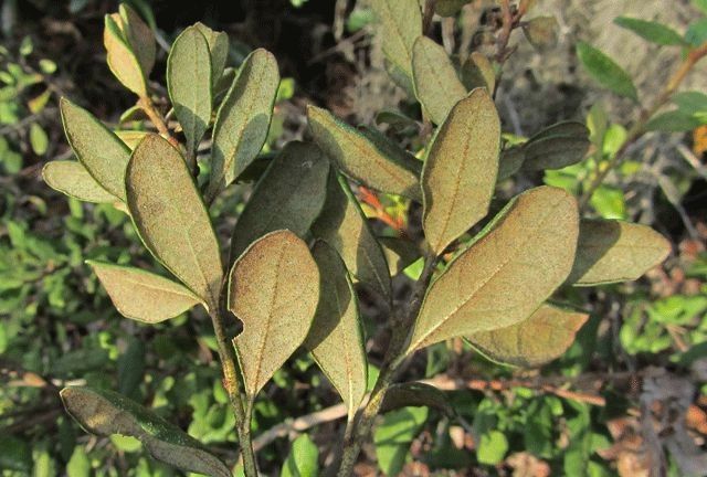 Lyonia ferruginea — related species from the same genus