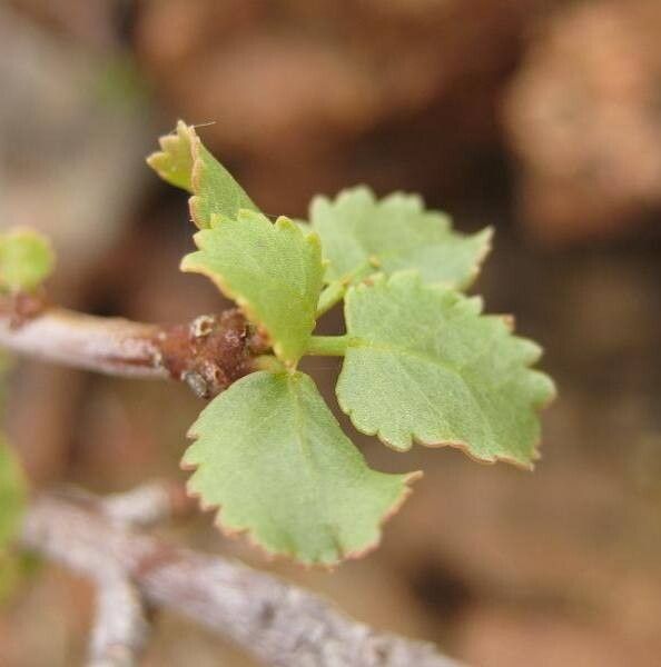 Commiphora namaensis — search result for 'Commiphora'