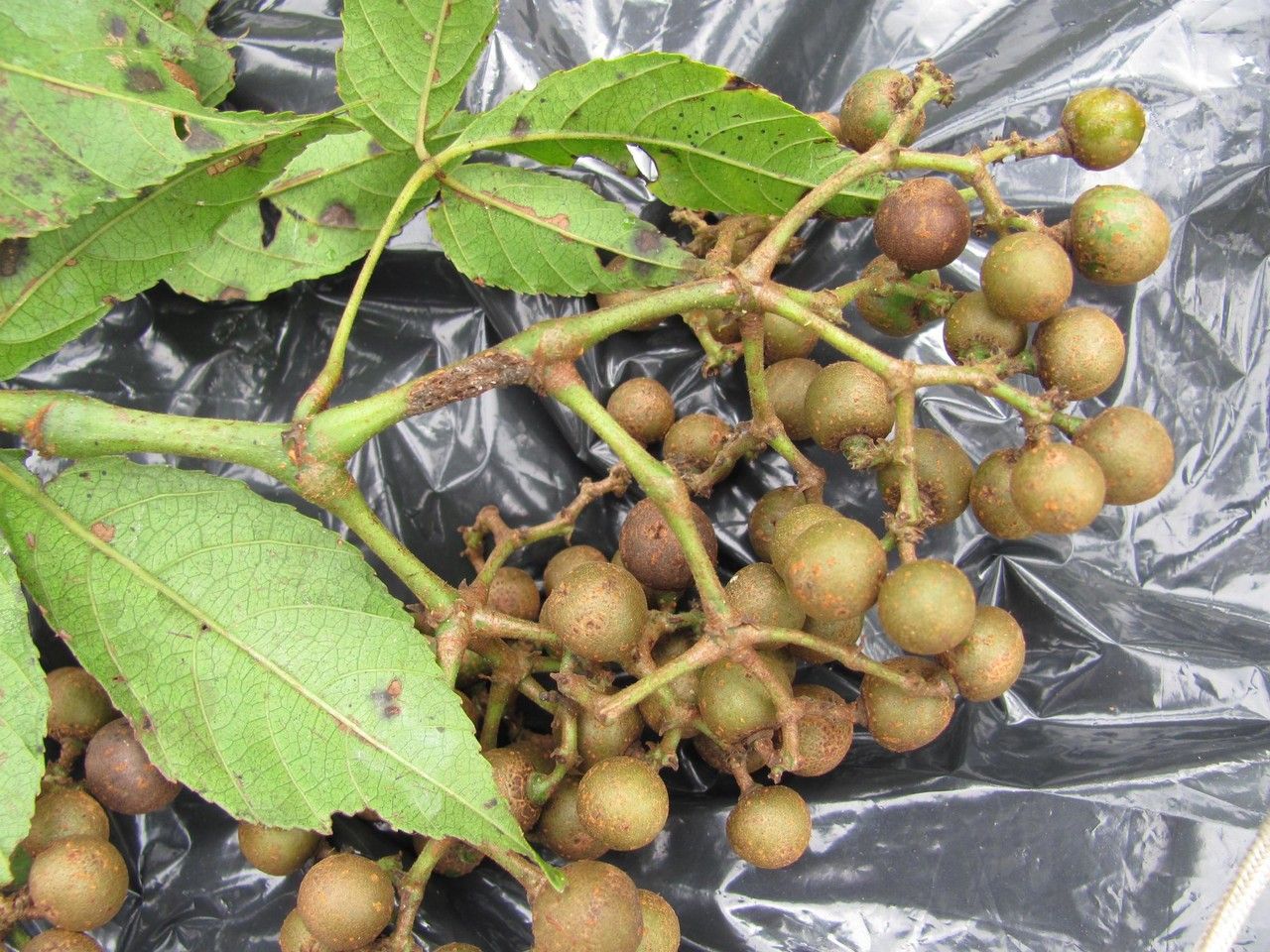 Cissus serrulatifolia fruit