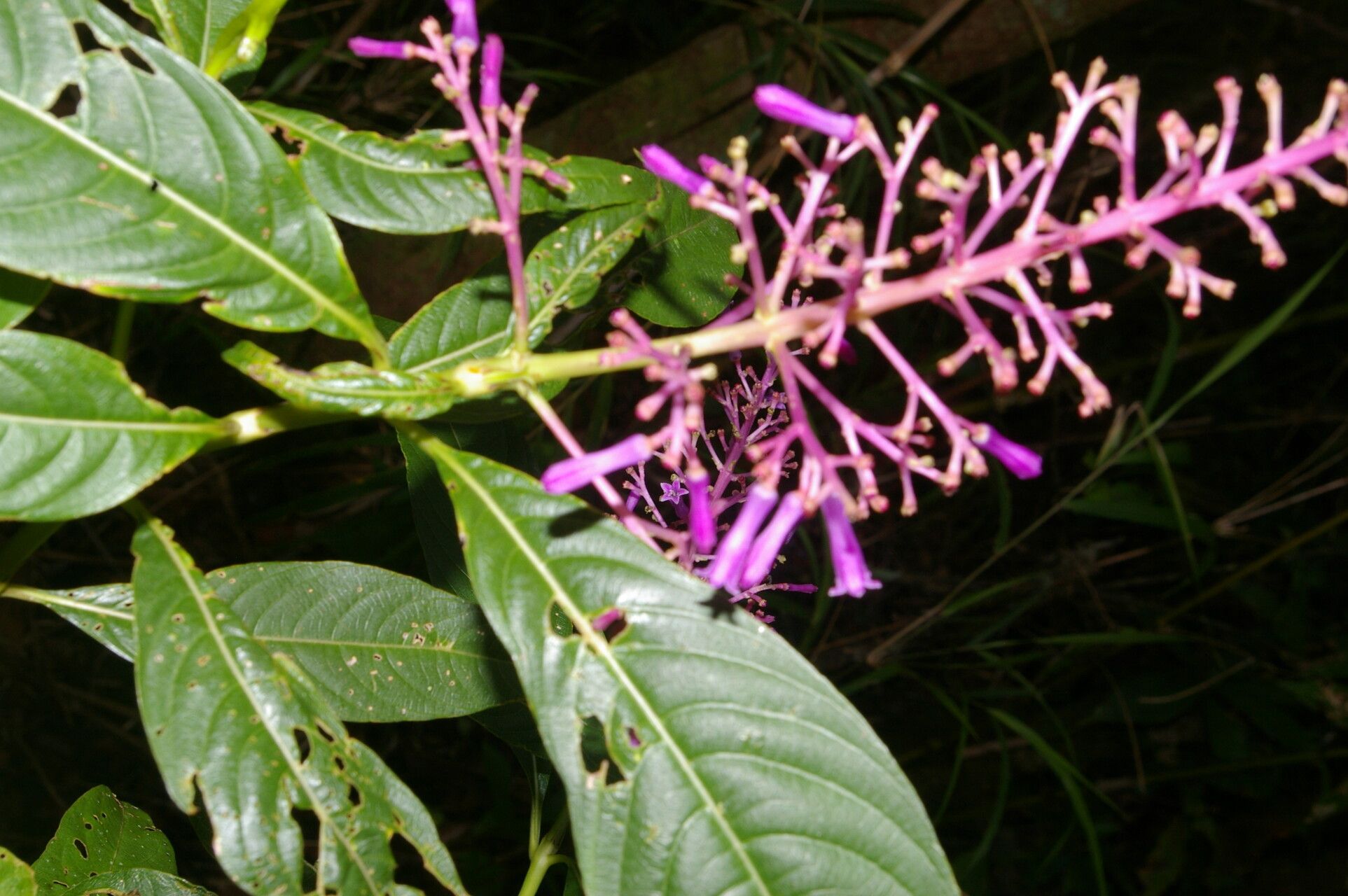 Palicourea angustifolia flower