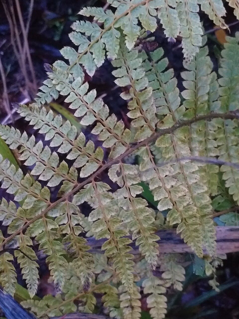 Polystichum retrosopaleaceum leaf