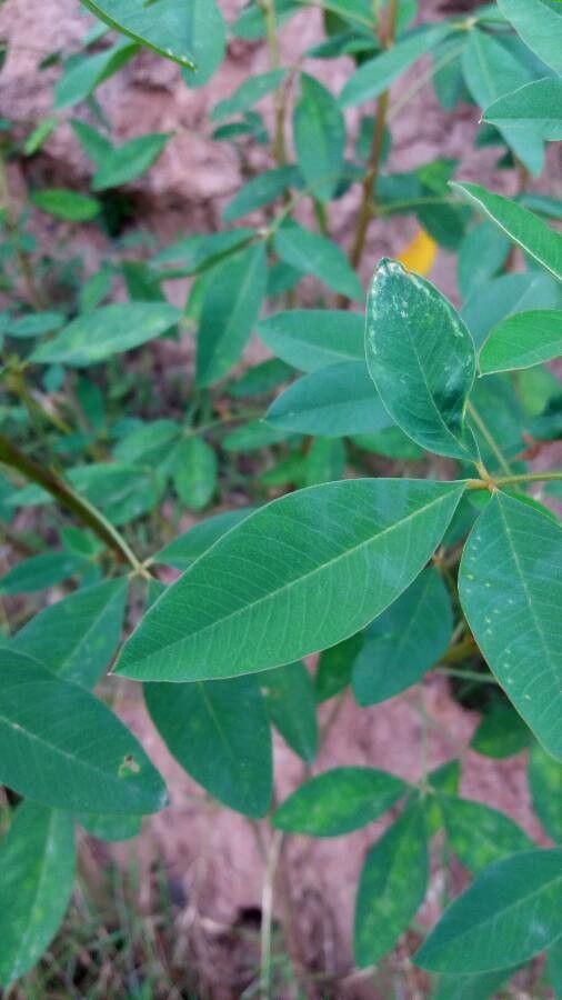 Crotalaria micans leaf