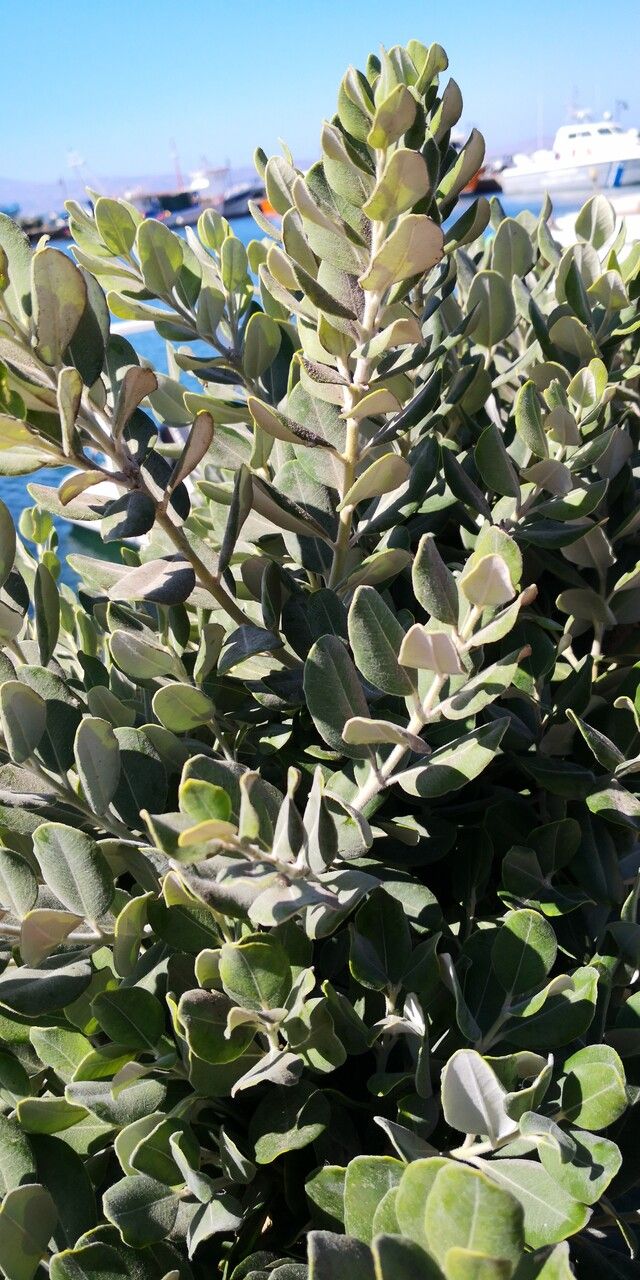 Arctostaphylos confertiflora habit