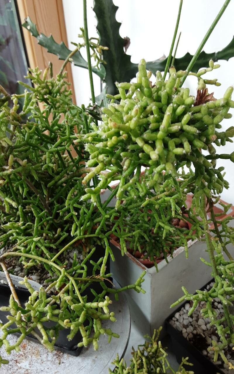 Rhipsalis cereuscula bark