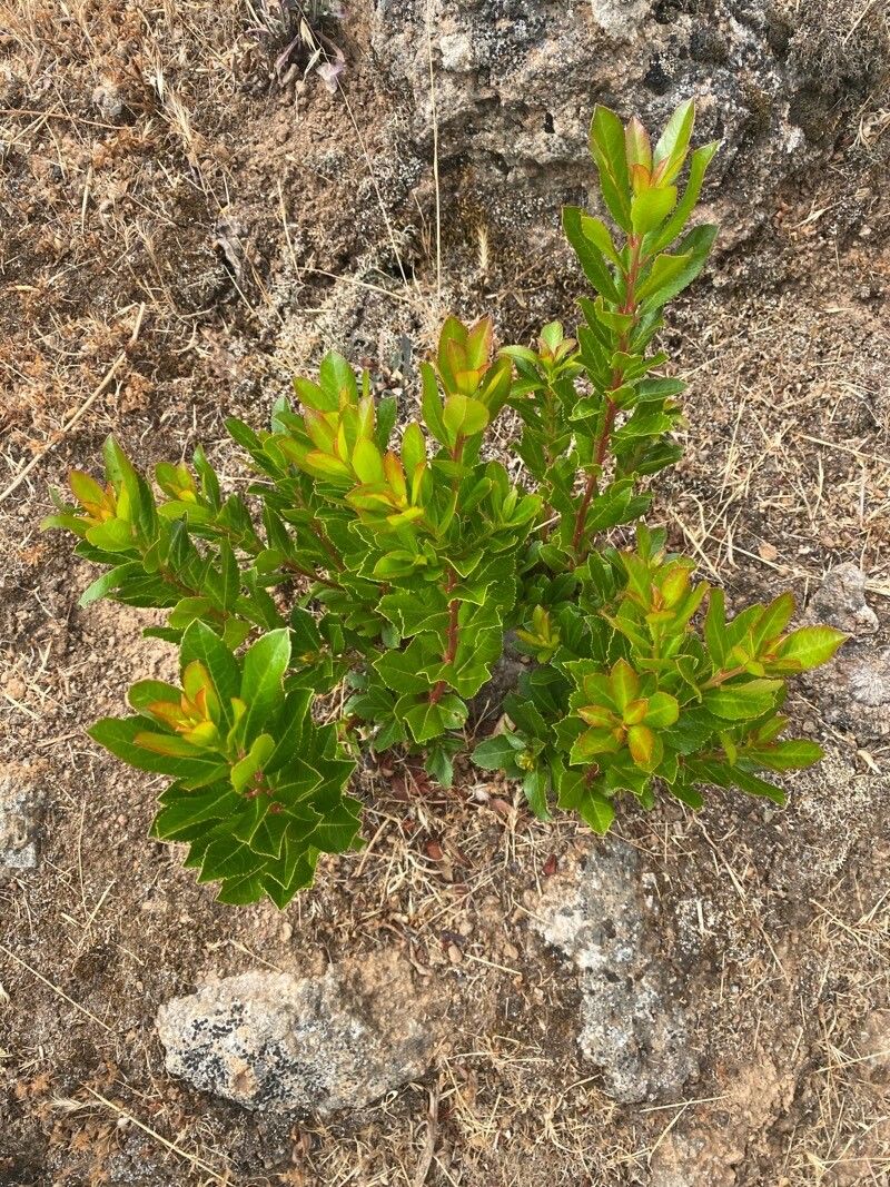 Stillingia sylvatica — search result for 'Stillingia'