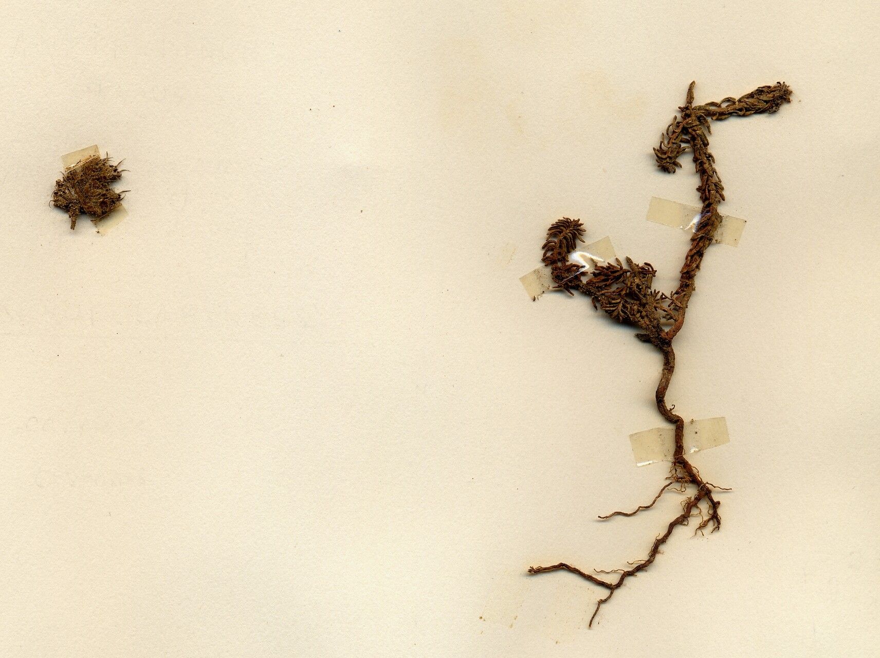 Achillea tenuifolia — search result for 'Santolina'