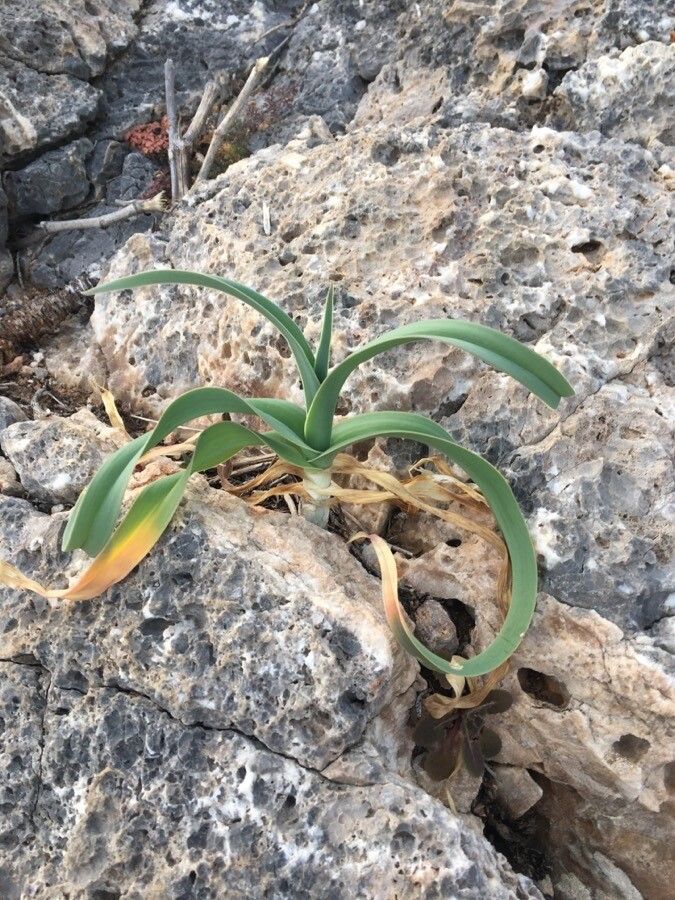 Allium commutatum — search result for 'Allium'