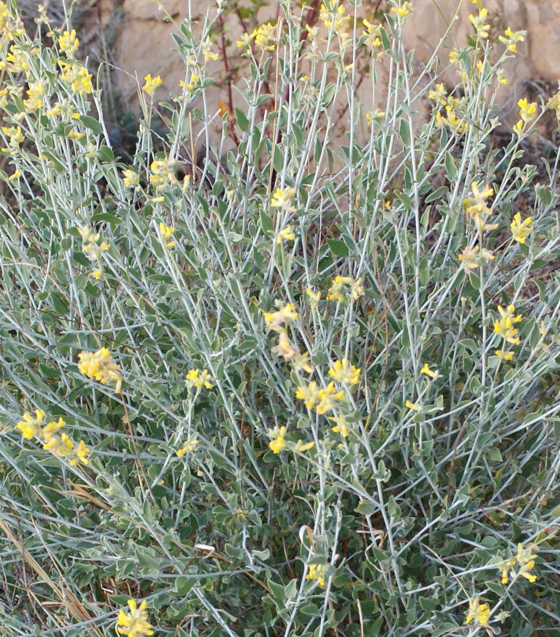 Anthyllis terniflora habit