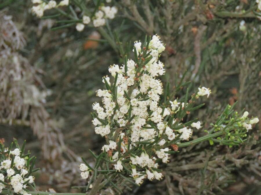 Colletia spinosissima flower