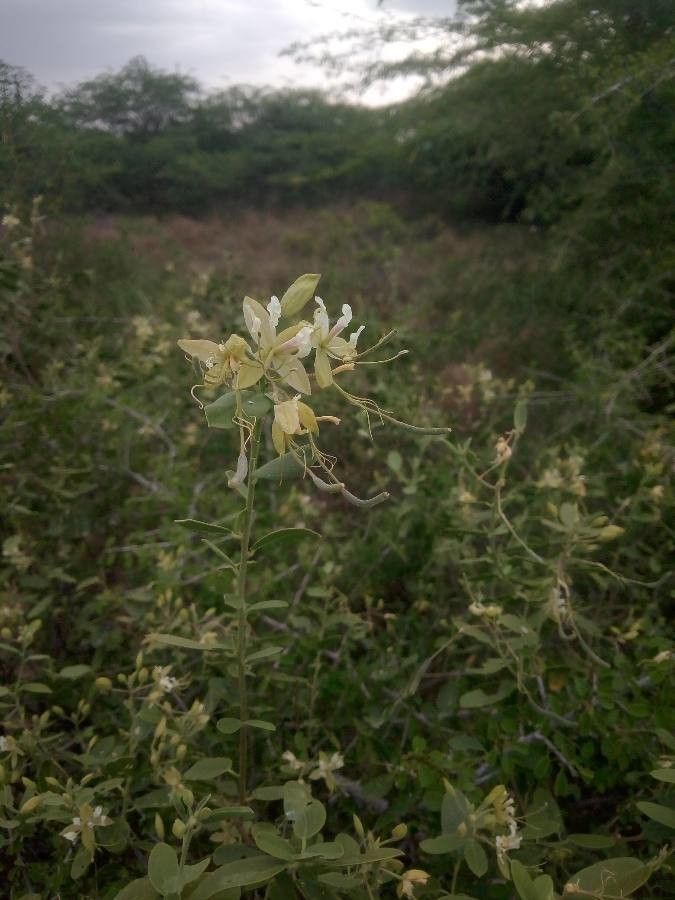 Cadaba fruticosa — search result for 'Capparaceae'
