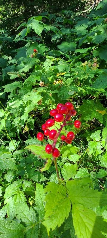 Actaea rubra flower