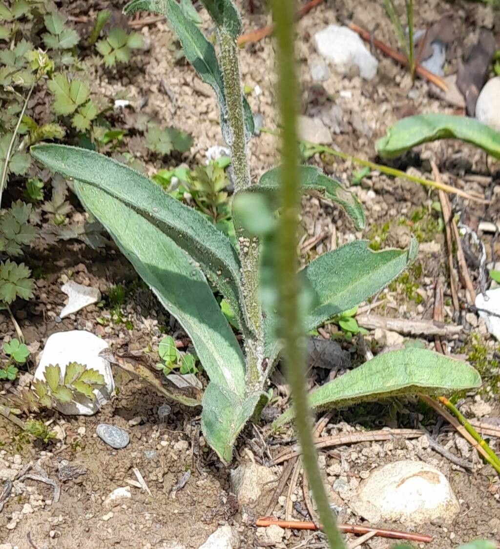Craspedia glauca — related species from the same genus