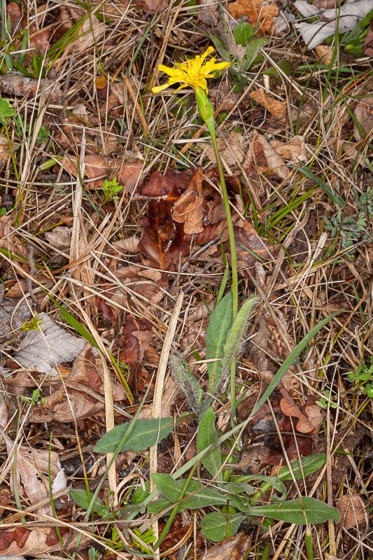 Scorzonera austriaca — related species from the same genus