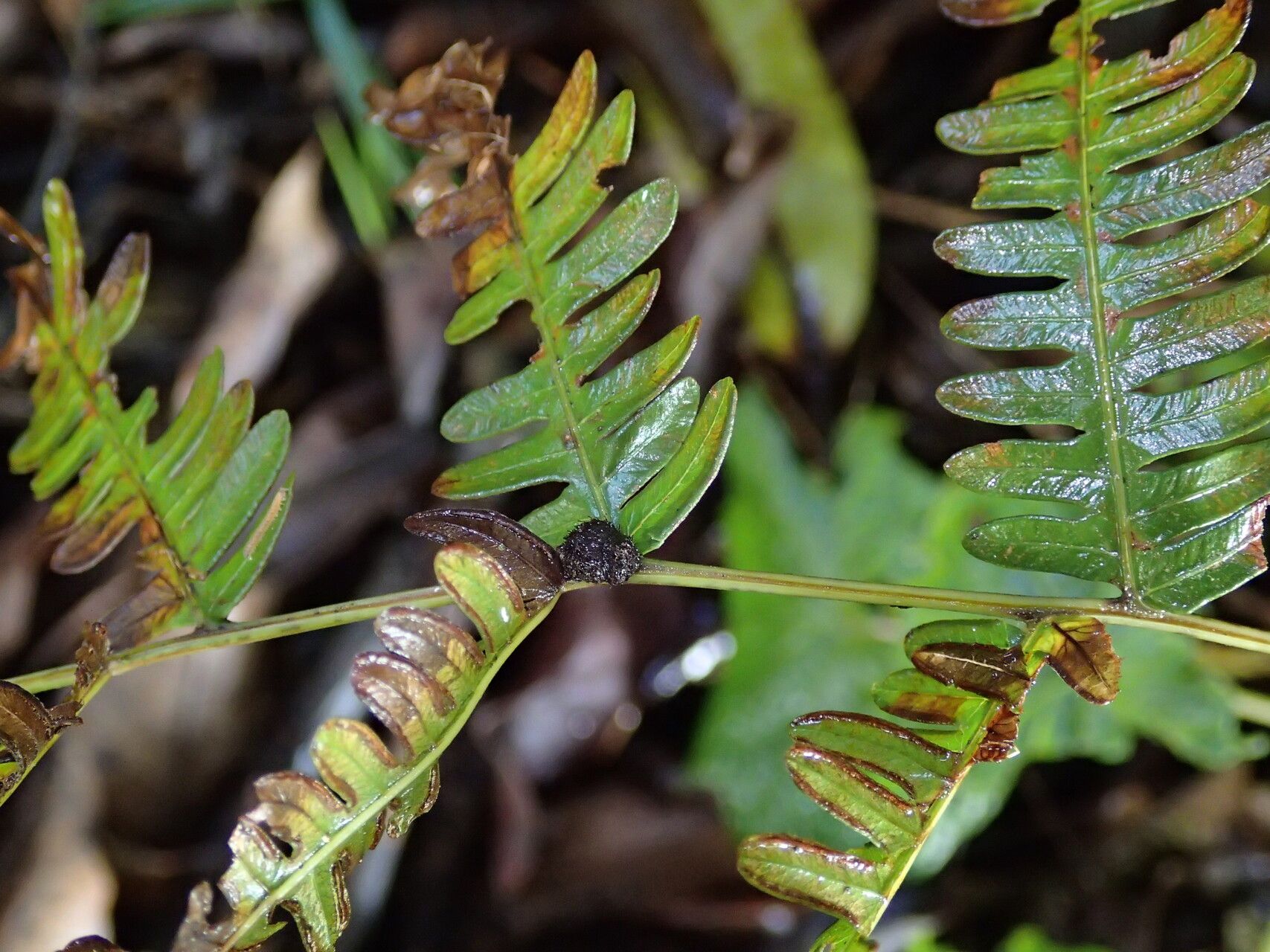 Pteris preussii — search result for 'Pteris'