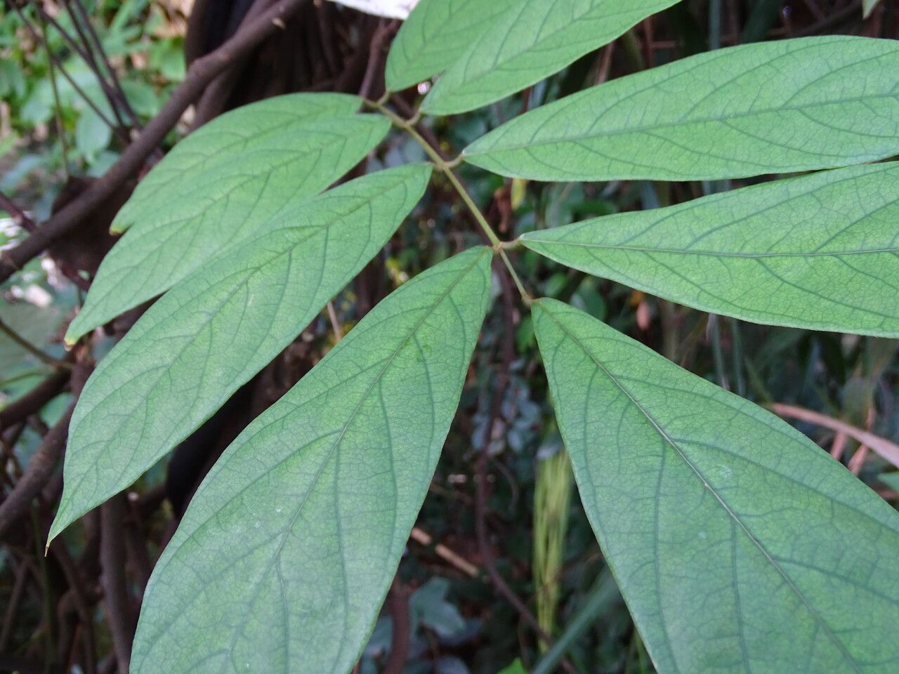 Derris elliptica leaf